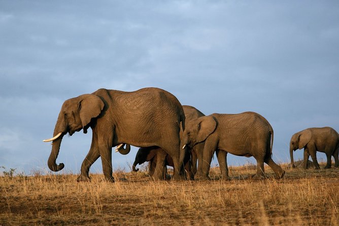 6 Days Masai Mara, Lake Nakuru & Amboseli-Ultimate Kenyan Safari - Transport, camps, and how the small group changes your day