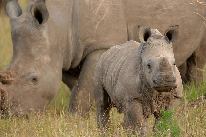 6 Days Masai Mara, Lake Nakuru & Amboseli-Ultimate Kenyan Safari - Price and value: what $395 gets you, and what to budget