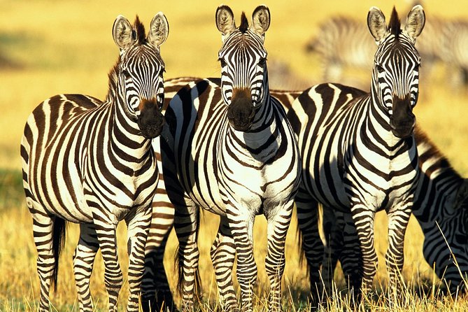 6 Days Masai Mara, Lake Nakuru & Amboseli-Ultimate Kenyan Safari - Who should book this Masai Mara, Nakuru, and Amboseli safari