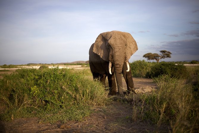6 Days Masai Mara, Lake Nakuru & Amboseli-Ultimate Kenyan Safari - The Naivasha connection: optional hippo boat time on the way to Amboseli