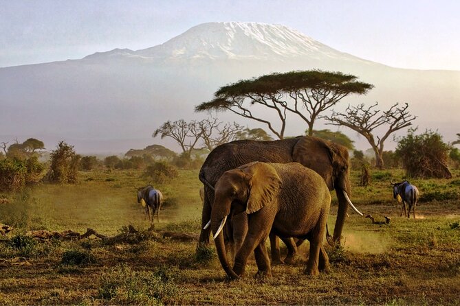 6 Days Masai Mara, Lake Nakuru and Amboseli Budget Group Safari - Masai Mara, Nakuru, and Amboseli: the value of this 3-park loop