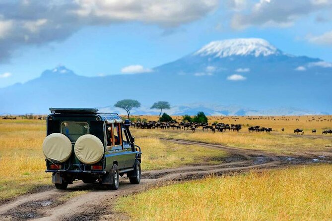 6 Days Masai Mara, Lake Nakuru and Amboseli Budget Group Safari - Day 2 full-day Masai Mara: Big Five searching and the Mara River picnic