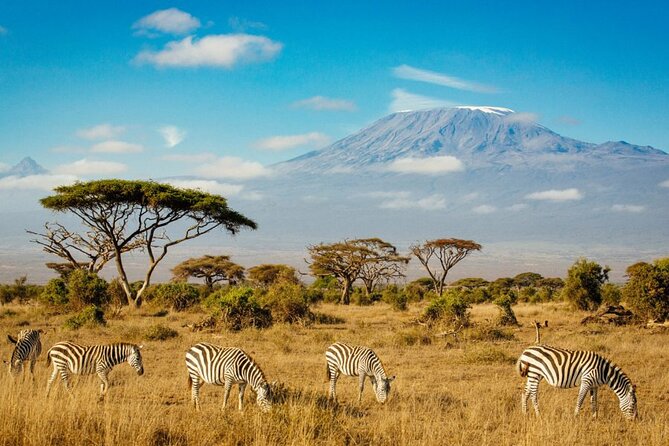 6 Days Masai Mara, Lake Nakuru and Amboseli Budget Group Safari - Amboseli days: jumbos, pre-morning Kilimanjaro views, and the long elephant moments