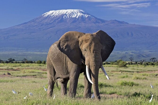 6 Days Masai Mara, Lake Nakuru and Amboseli Budget Group Safari - Who this safari suits best, and who should think twice