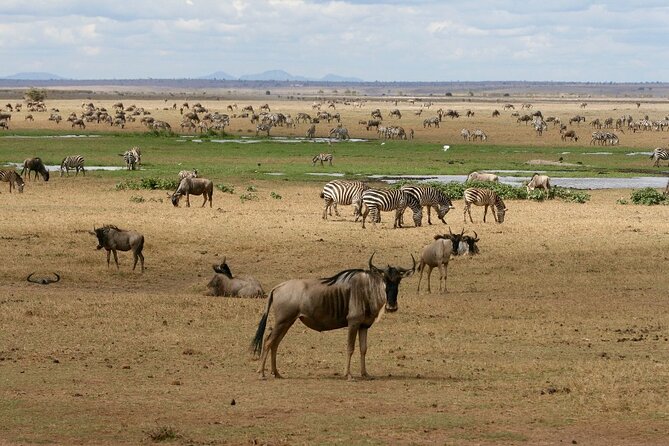 6 Days Masai Mara, Lake Nakuru and Amboseli Budget Group Safari - Should you book this 6 Days Masai Mara, Lake Nakuru and Amboseli Budget Group Safari?
