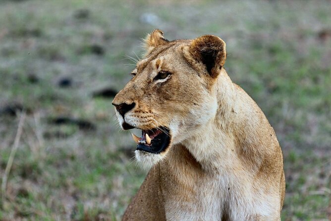 6 Days Masai Mara, Lake Nakuru and Amboseli Budget Group Safari - Lake Nakuru day: flamingos, rhinos, and the optional Masai village stop