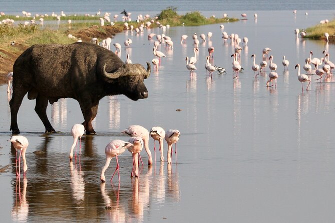 6-Days Masai Mara, Nakuru & Amboseli Group Safari on Landcruiser - Nairobi to the Rift Valley Viewpoint, then straight into Masai Mara