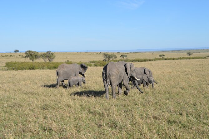 6-Days Masai Mara, Nakuru & Amboseli Group Safari on Landcruiser - Land Cruiser realities: why comfort matters on safari roads