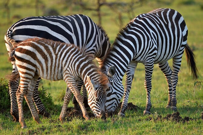 6-Days Masai Mara, Nakuru & Amboseli Group Safari on Landcruiser - Group size, meeting point, and how the day stays organized