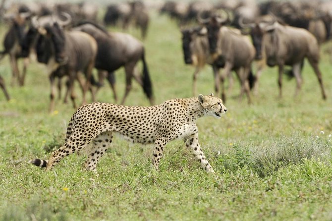 6 Days Masai Mara-Nakuru-Amboseli - Lodge Safari-Private 4X4 JEEP - Lodges, food, and what a good guide actually changes