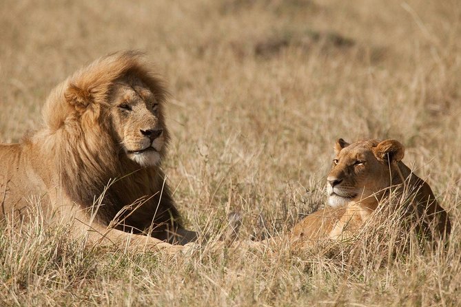 6 Days Masai Mara-Nakuru-Amboseli - Lodge Safari-Private 4X4 JEEP - Price and value: what you’re paying for at $1,300 per person