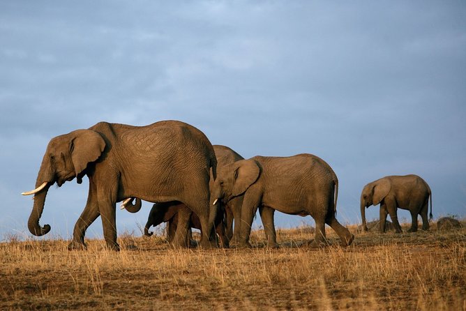 6 Days Masai Mara-Nakuru-Amboseli - Lodge Safari-Private 4X4 JEEP - Practical tips before you go