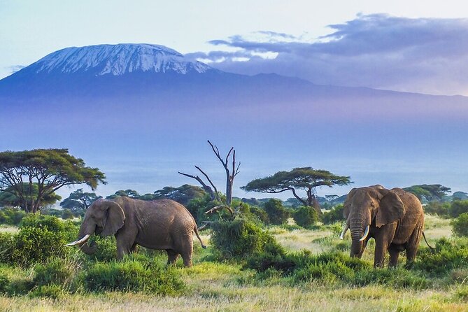 6-Days of Elephants, Wildebeest and Big 5: Kenya’s Classic Safari - Key highlights you will feel fast