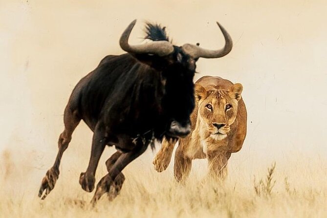 6-Days of Elephants, Wildebeest and Big 5: Kenya’s Classic Safari - Entering the Kenya safari circuit: where it starts and how it runs