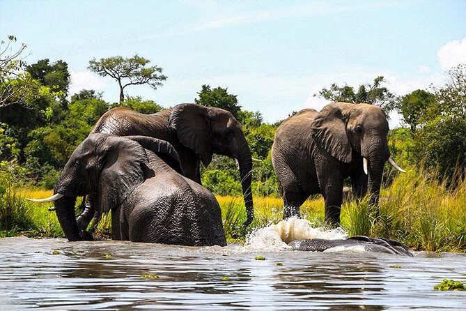 6-Days of Elephants, Wildebeest and Big 5: Kenya’s Classic Safari - Maasai village time: culture added without stealing your safari day