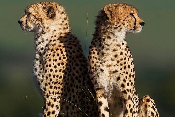 6-Days of Elephants, Wildebeest and Big 5: Kenya’s Classic Safari - Price and what $2,848 per person really buys you