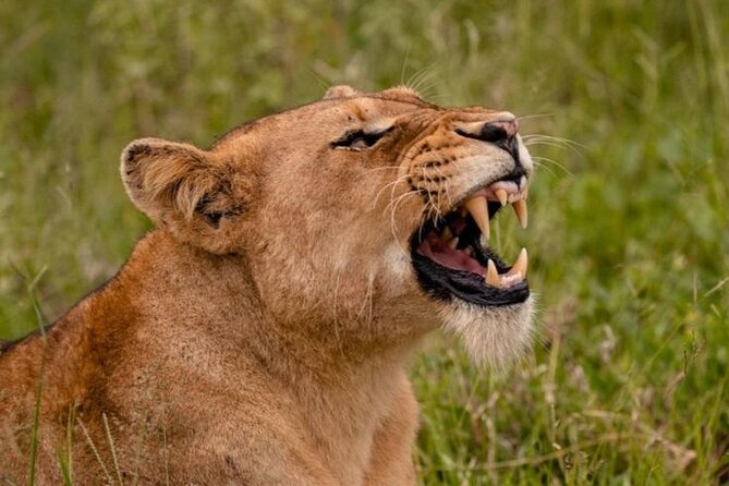 6-Days of Elephants, Wildebeest and Big 5: Kenya’s Classic Safari - The guide factor: why names like Ian, John, Lucy, and Paul matter