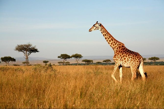 6 Days of Kenyan Wonders: Amboseli, Lake Nakuru, and Masai Mara - Day 4 to Masai Mara: first savanna drive after a long park transfer