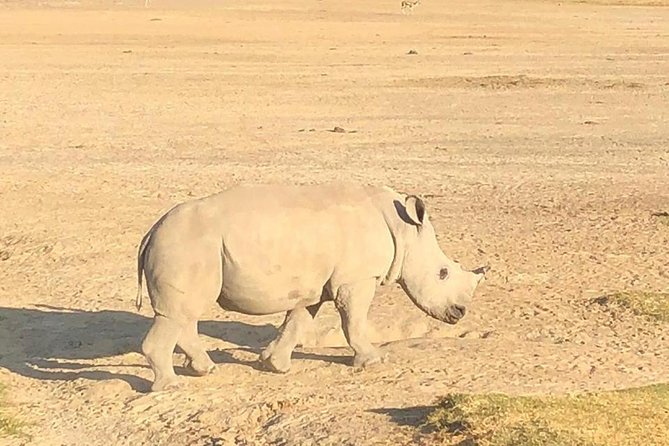 6 Days of Kenyan Wonders: Amboseli, Lake Nakuru, and Masai Mara - Day 5 in Masai Mara: full-day predator odds and Great Migration timing (seasonal)