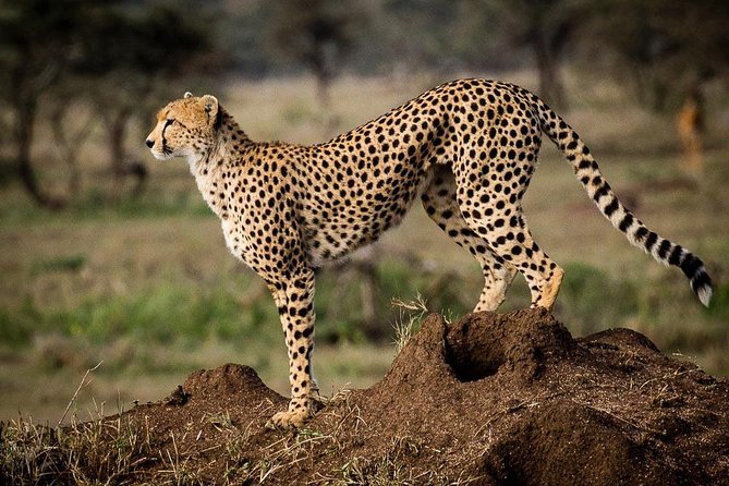 6 Days of Kenyan Wonders: Amboseli, Lake Nakuru, and Masai Mara - Day 6: final Mara morning, then a Masai village visit and the ride back