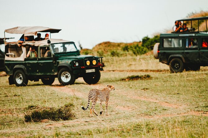 6 Days of Kenyan Wonders: Amboseli, Lake Nakuru, and Masai Mara - Day 2 in Amboseli: early-morning hunting energy and Kilimanjaro sundowners