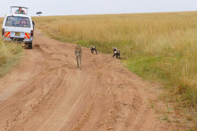 6 Days private safari package Kenya - Meals Included for 4 Days: Comfort, Timing, and Budget Relief