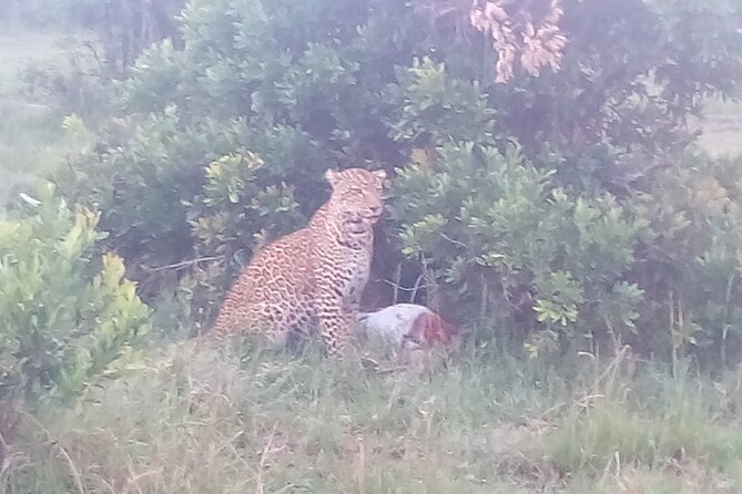 6 Days Safari to Samburu N/R, Aberdare N/P, Nakuru N/P and Maasai Mara N/R. - Aberdare National Park, where the forest brings animals to you