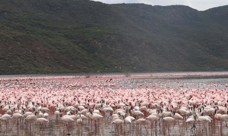 6 Days Small Group Safari To Masai Mara, Nakuru And Amboseli - Key Highlights You’ll Actually Feel On This Safari