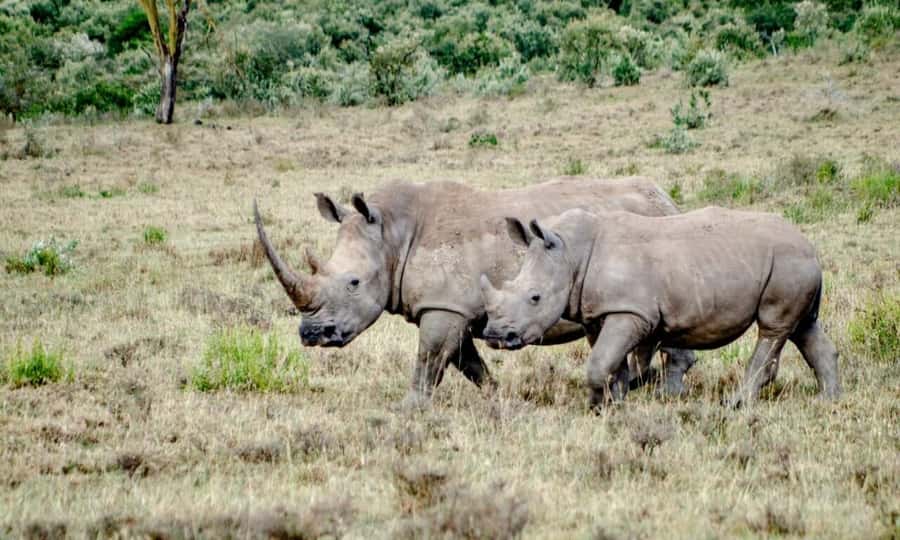 6 Days Small Group Safari To Masai Mara, Nakuru And Amboseli - Price and Value: What $750 Buys in Real Safari Terms