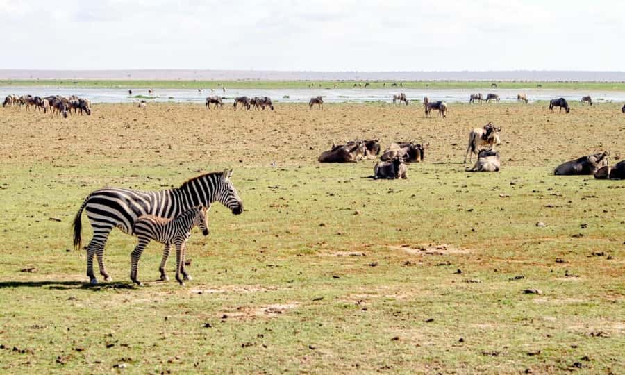 6 Days Small Group Safari To Masai Mara, Nakuru And Amboseli - Kenya’s 6-Day Safari Route That Mixes Big Cat Drama With Birdwatching