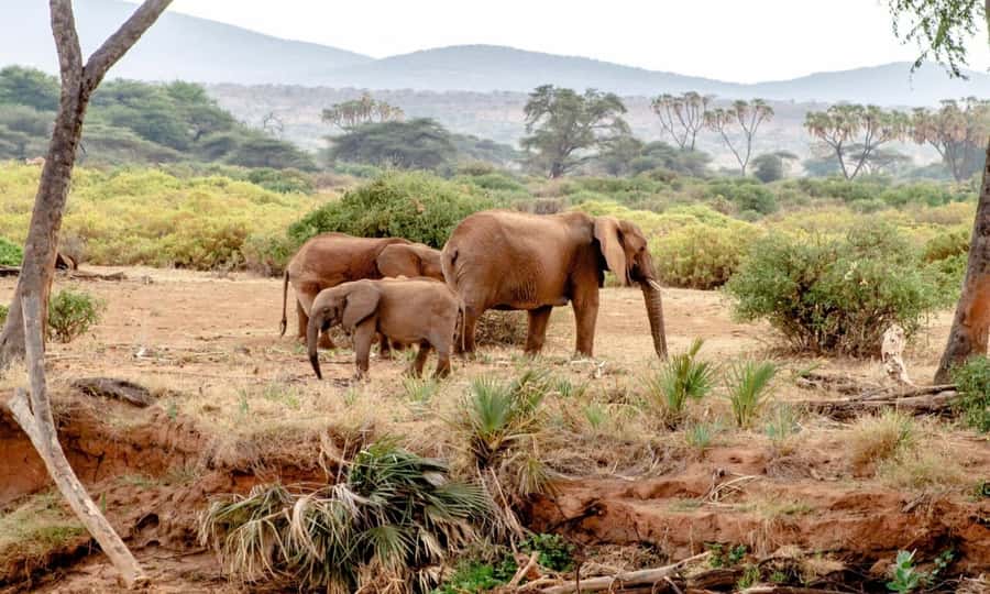 6 Days Small Group Safari To Masai Mara, Nakuru And Amboseli - Day 2: Full Day Maasai Mara, Big Five Search and Mara River Moments