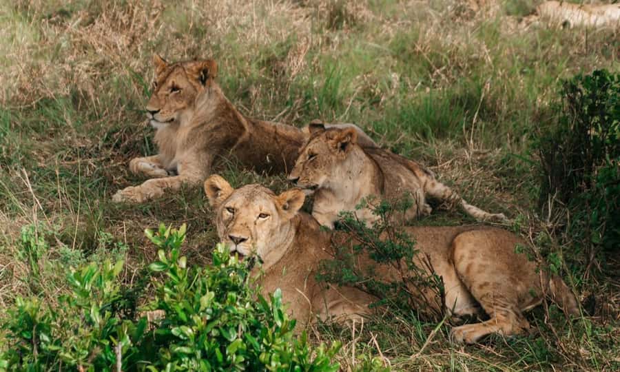 6 Days Small Group Safari To Masai Mara, Nakuru And Amboseli - Day 3: Lake Nakuru National Park, Flamingoes, Rhinos, and a Slower Rhythm