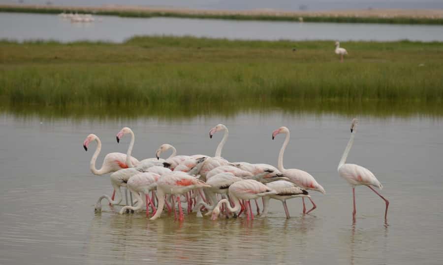 6 Days Small Group Safari To Masai Mara, Nakuru And Amboseli - Day 4: Nakuru to Amboseli, White Rhino Chance and Kilimanjaro Views