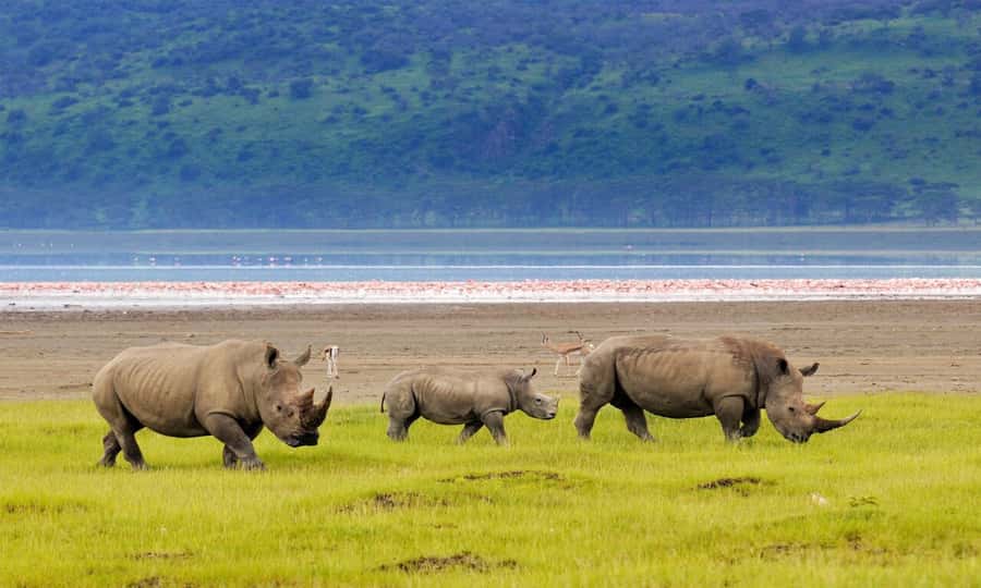 6 Days Small Group Safari To Masai Mara, Nakuru And Amboseli - Day 5: Amboseli Morning Drives, Elephant Herds, and a Bird’s Eye Observation Point