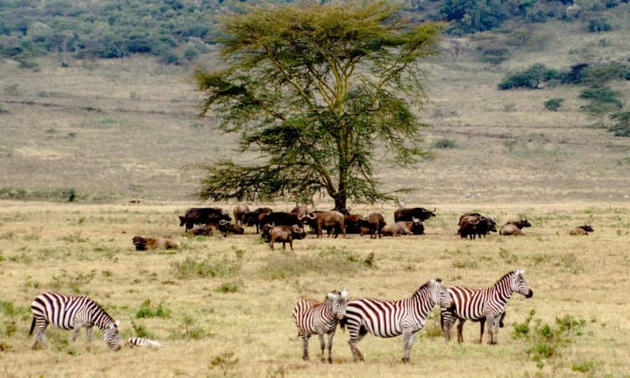 6 Days Small Group Safari To Masai Mara, Nakuru And Amboseli - Small Group Comfort: Pop Roof Jeeps and Real Setup in Your Camps