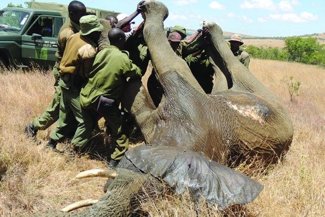 6 nights 7 days Masai Mara budget safari. - Why This Maasai Mara Budget Plan Feels Like a Win
