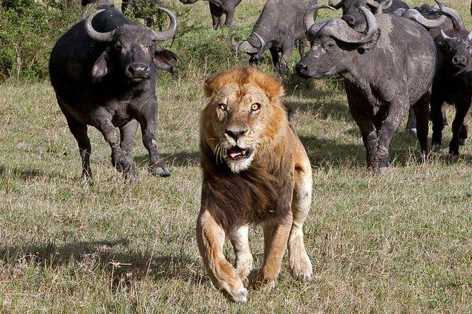 6Days Amboseli, Lake Nakuru and Masai Mara Camping Safari on Jeep - Two Masai Mara days: early sights and a full Mara River focus