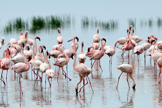6Days Amboseli, Lake Nakuru and Masai Mara Camping Safari on Jeep - The jeep, the pace, and what included really means