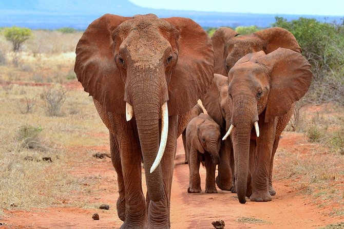 6Days Amboseli, Lake Nakuru and Masai Mara Camping Safari on Jeep - Camps and guest houses: comfort without losing the safari feeling