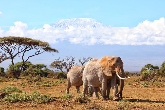 6days Masai mara-lake nakuru via Lake naivasha-Amboseli 4x4 jeep Safari - Nairobi pickup, then straight into Rift Valley to Maasai Mara