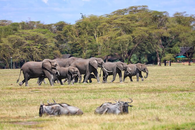 6days Masai mara-lake nakuru via Lake naivasha-Amboseli 4x4 jeep Safari - Amboseli: full-day wildlife drives plus Mount Kilimanjaro views