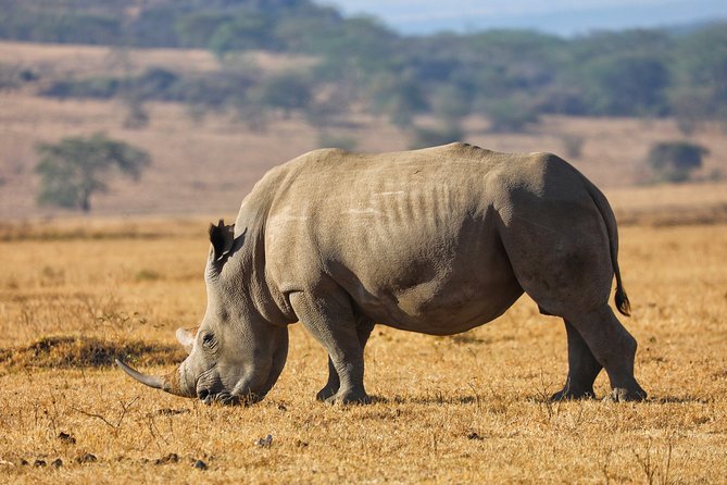 6days Masai mara-lake nakuru via Lake naivasha-Amboseli 4x4 jeep Safari - Who this safari fits best, and who might want a different style