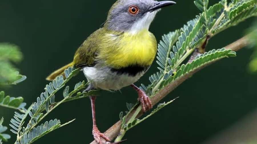 6hrs of Birdwatching in Nairobi National park - Key highlights you will actually feel