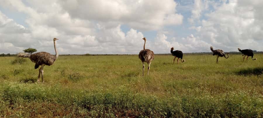 6hrs of Birdwatching in Nairobi National park - The birding route: dry forest, wetlands, and grassland