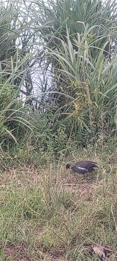 6hrs of Birdwatching in Nairobi National park - Dry forest stop: where the guide hunts for Pycnonotidae, Turdidae, Columbidae