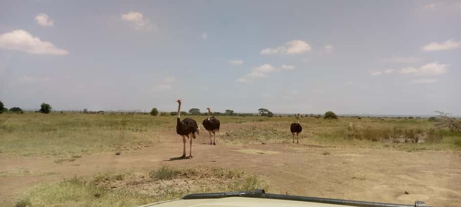 6hrs of Birdwatching in Nairobi National park - Dams and wetlands: waterbirds from Scolopacidae, Anatidae, Ciconiidae
