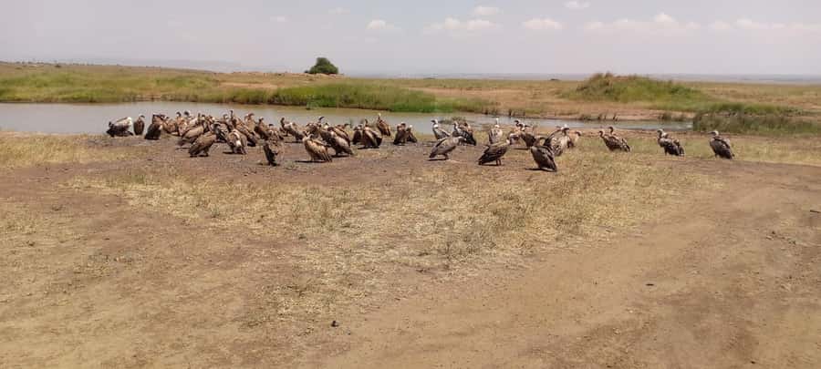 6hrs of Birdwatching in Nairobi National park - Price and what you get for $450 per group (up to 7)