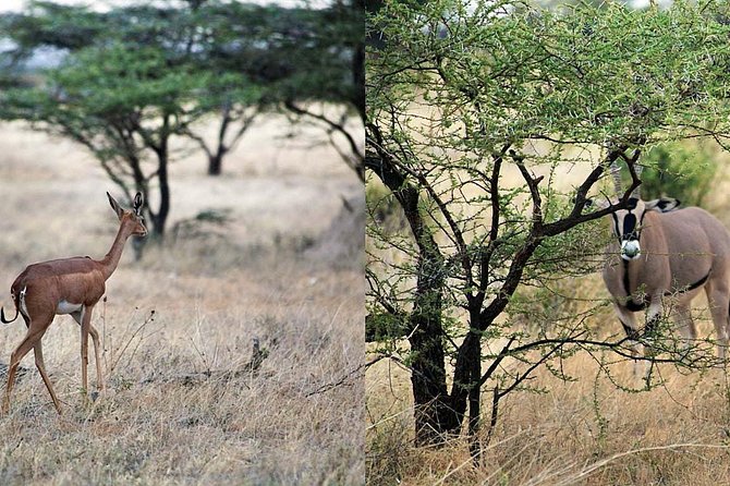 7 Day Maasai Mara, Lake Nakuru, Lake Naivasha and Samburu Safari - Why This 7-Day Kenya Route Works: Mara to Samburu