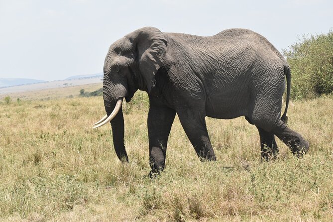 7 Day Private Jeep Safari, 5 star lodges with Balloon Ride Kenya - Two full Amboseli days, sunrise viewing, and packed-lunch planning