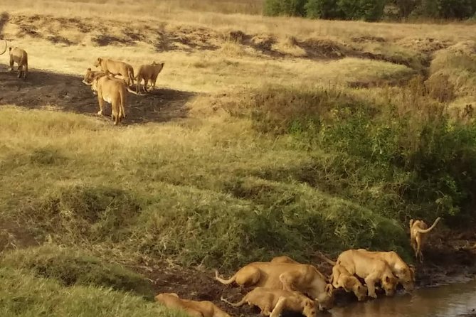 7-Day Private Safari to Amboseli National Park and Masai Mara - Key things that make this safari work